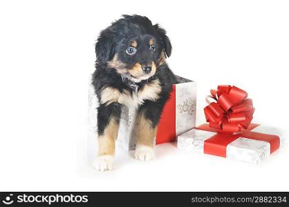 black puppy and gift box isolated