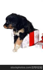 black puppy and gift box isolated
