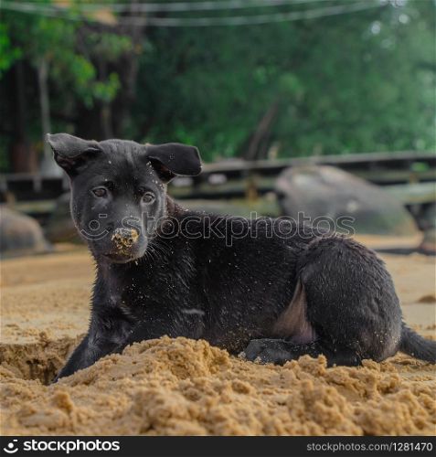 Black Puppy playing in the Sand on a Beach. Black puppy dog playing on the beach