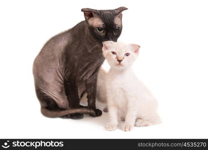 Black purebred sphinx cat with a kitten isolated on white background. Ukrainian levkoy breed