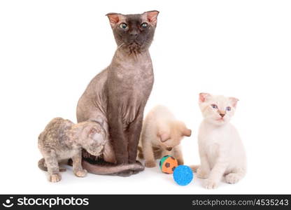 Black purebred sphinx cat with three kittens isolated on white background. Ukrainian levkoy breed