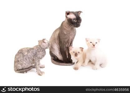 Black purebred sphinx cat with three kittens isolated on white background. Ukrainian levkoy breed