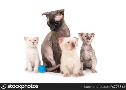 Black purebred sphinx cat with three kittens isolated on white background. Ukrainian levkoy breed
