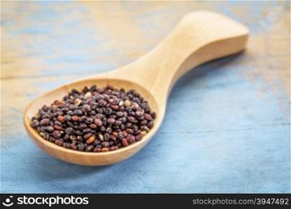 black quinoa grain on a wooden spoon against blue painted grunge wood