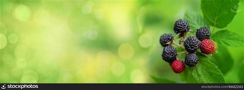 Black raspberry, Rubus occidentalis of berries ripening in a garden closeup. Black raspberry, Rubus occidentalis