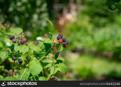 Black raspberry, Rubus occidentalis of berries ripening in a garden closeup. Black raspberry, Rubus occidentalis