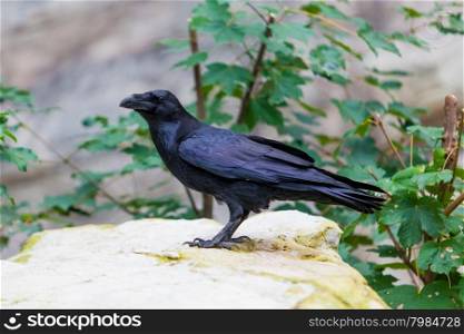 black raven. crow
