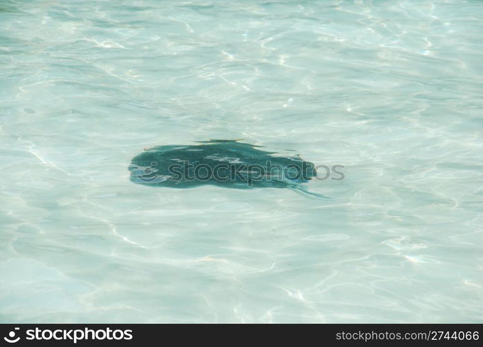 black ray on translucid water at Maldives