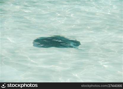 black ray on translucid water at Maldives