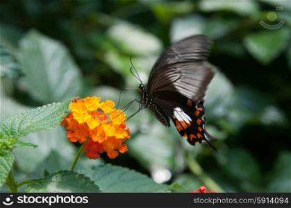 Black, red and white butterfly on an orange flower