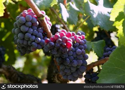 Black red grape for wine production in Spain