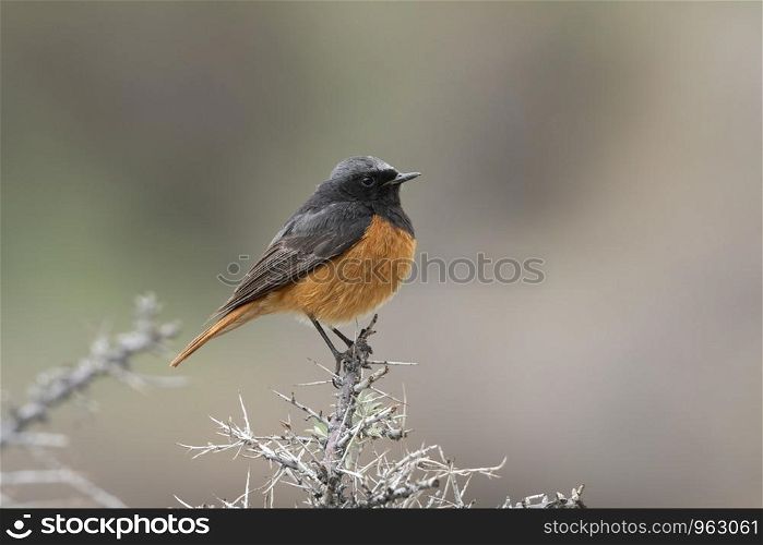 Black Redstart, Phoenicurus ochruros, Nubra Valley, Ladakh, Jammu and Kashmir, India.