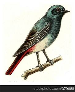 Black redstart, vintage engraved illustration. From Deutch Birds of Europe Atlas.