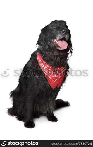 black retriever dog. black retriever dog in front of a white background