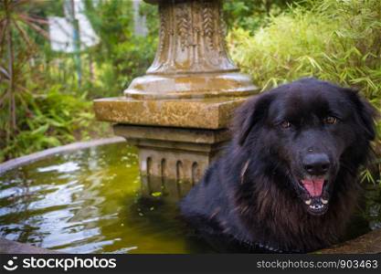 Black retriever sitting in the water In the fountain pond.