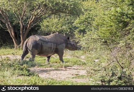 black rhino one of the big 5 animals at the kruger national park in south africa