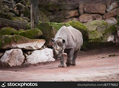 Black rhinoceros: animal life in Africa. diceros bicornis