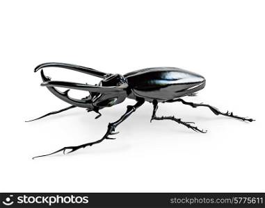black rhinoceros beetle. 3D rendering