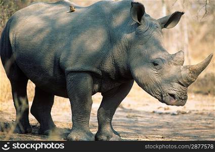 Black Rhinoceros (Ceratotherium Simum)