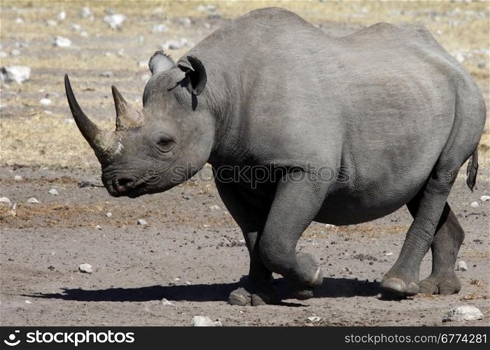 Black Rhinoceros (Diceros bicornis) in Etosha National Park in Namibia