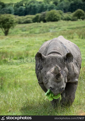 Black rhinoceros in captivity