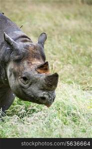 Black rhinoceros in captivity