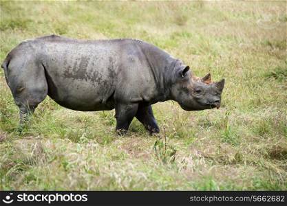 Black rhinoceros in captivity