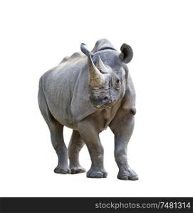 black rhinoceros isolated on white background