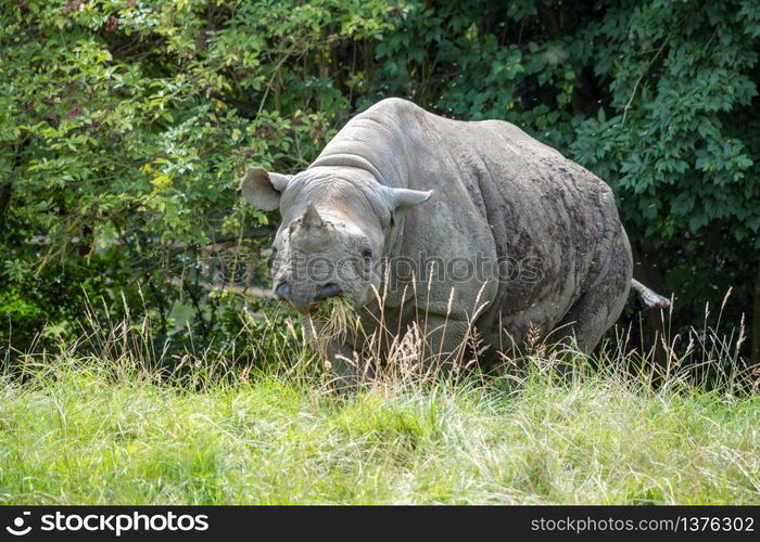 Black Rhinoceros or Hook-lipped Rhinoceros (Diceros bicornis)