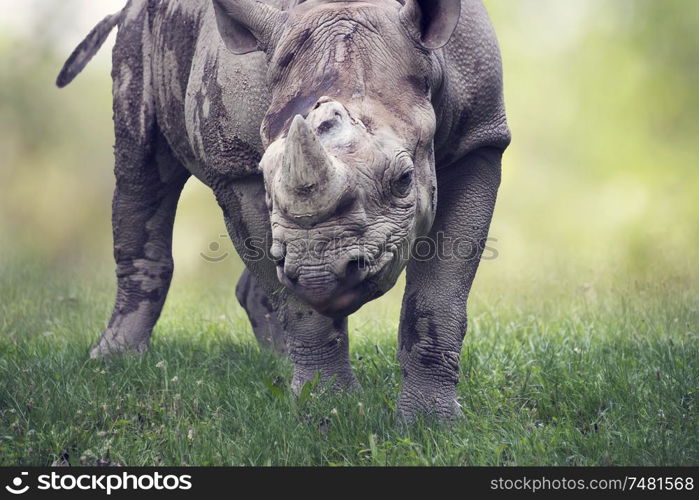 black rhinoceros portrait , close up