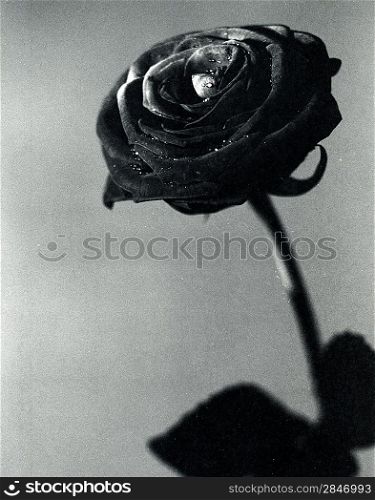 Black rose. The flower petals closeup photo. Scanned source, extreme film grain