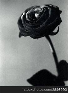 Black rose. The flower petals closeup photo. Scanned source, extreme film grain