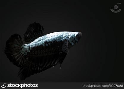 black samurai betta fish in black background