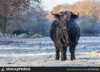 Black scottish highlander cow in frozen meadow