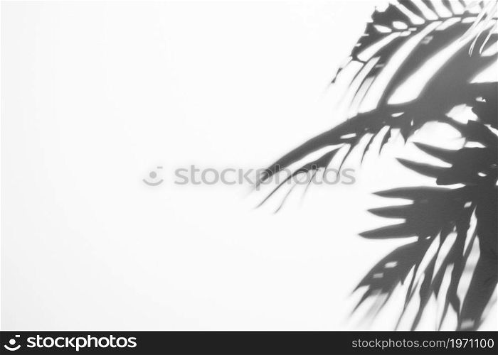 black shadow leaves with sunlight white backdrop. High resolution photo. black shadow leaves with sunlight white backdrop. High quality photo