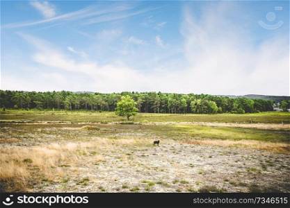 Black sheep in a summer landscape with dry plains under a blue sky