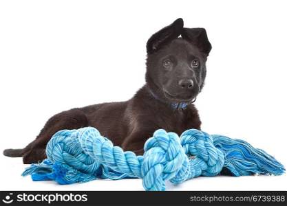 Black Shepherd puppy dog with a blue toy rope. Black Shepherd puppy dog with a blue toy rope in front of a white background