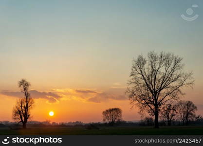 Black silhouettes of trees visible during sunset, Nowiny, Poland