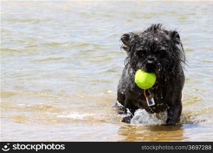 Black small dog playing with a yellow tennis ball.