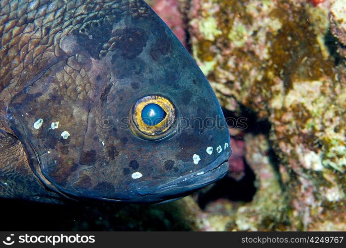 Black Snapper ( Macolor niger)