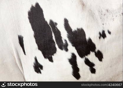 black spots on side of white cow