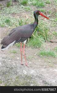 Black stork (Ciconia nigra) walks around on a green meadow
