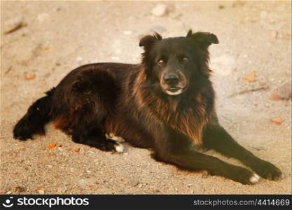 Black street dog sitting on the sand