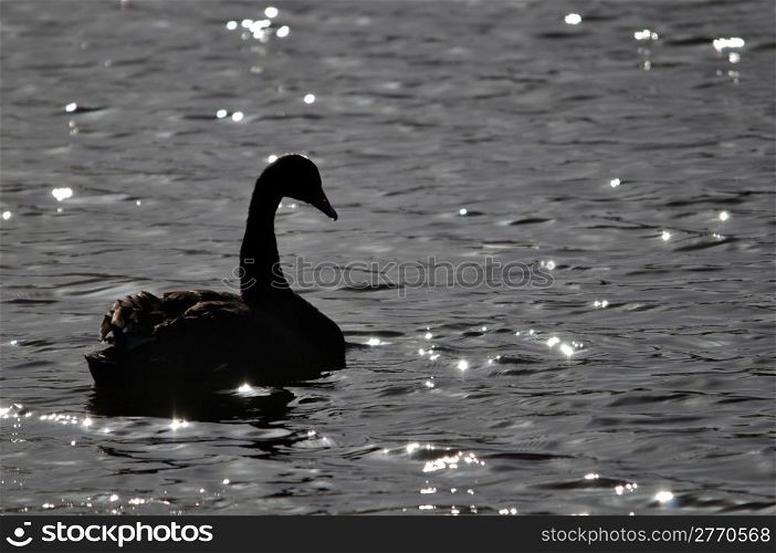 black swan, Chenopis atrata, on pond, Westland, New Zealand