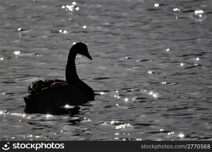 black swan, Chenopis atrata, on pond, Westland, New Zealand