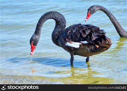 Black swan drinking water . Black swan drinking water on the shore of the Azov Sea on a summer day