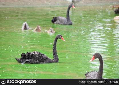 black swan floating on water of pond