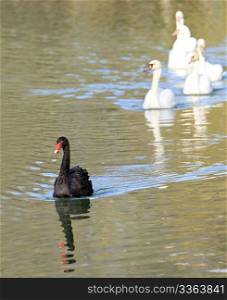 black swan in to the pond. Asnania-Nova. Ukraine