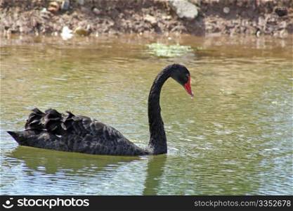 black swan on a lake