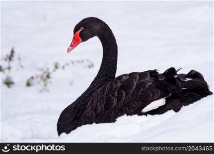 Black swan on black background (Cygnus atratus). Beautiful west australian black swan.